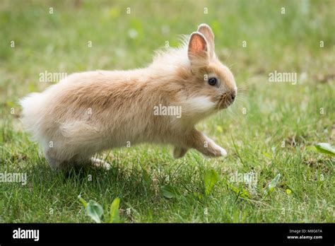 Dwarf Rabbits Lionhead
