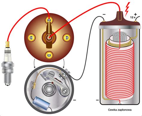 Cewka Zap Onowa Budowa I Objawy Uszkodzenia