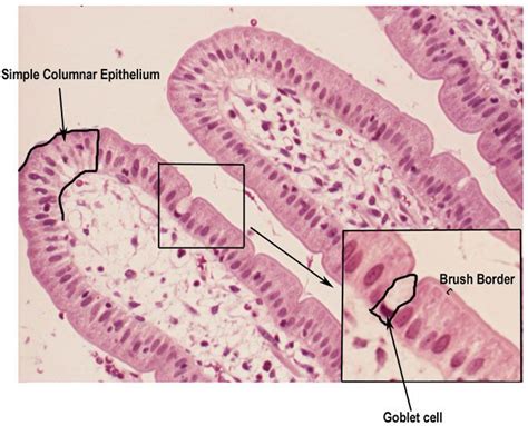 Histology Simple Columnar Epithelial Tissue Study Of Tissues