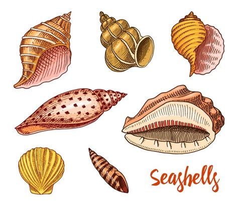 Seashells Set Oder Mollusca Verschiedene Formen Meerestiere Graviert