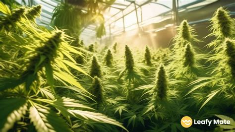 Unlock The Power Of Organic Cannabis Growing Boost Yields Quality