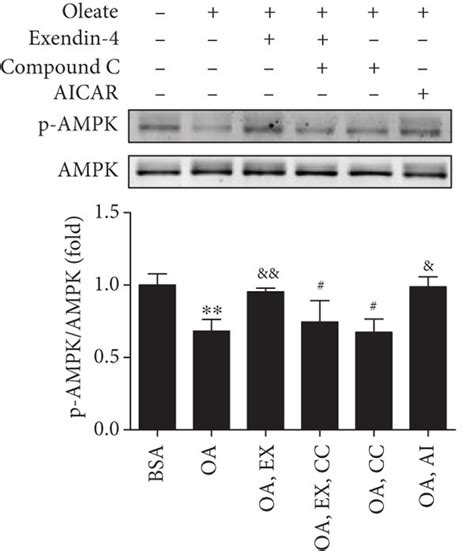 Exendin Regulates The Expressions Of Tgf Fn Sma And Col In