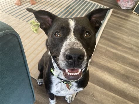How To Stop Dog Barking At Strangers In House