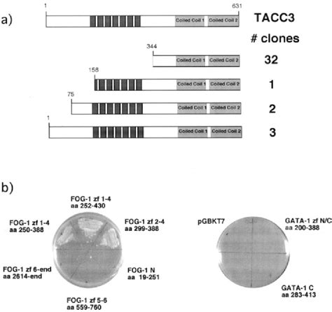 Figure 1 From Transforming Acidic Coiled Coil Protein 3 TACC3