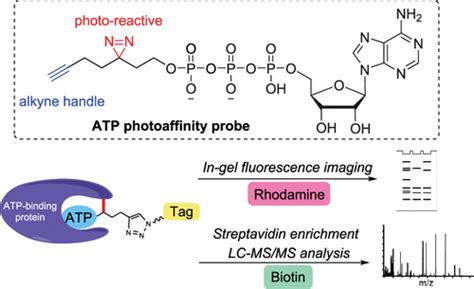 Clickable Photoreactive Atp Affinity Probe For Global Profiling Of Atp