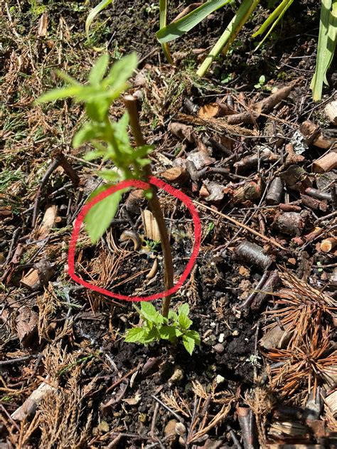 СТОПСЛИЗНЯК - от слизней 50 гр. - Купить у производителя - Доставка по ...