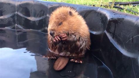 Rescued baby beaver takes a dip in the pool | Mashable