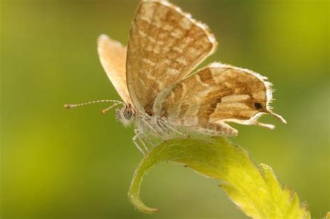 20 Curiosidades De Las Mariposas Que Te Sorprenderán ¡descúbrelas