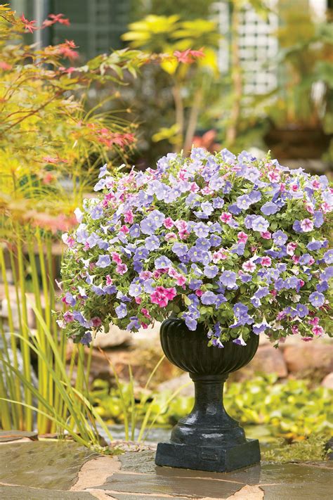 Blue Petunia Flower