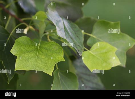 Yellow Poplar Tulip Tree Leaves Stock Photo - Alamy