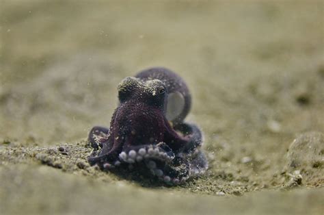 22 Incredible Types of Octopus (Names, Photos & Interesting Facts ...