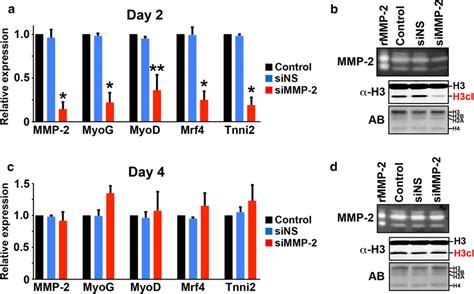 Myogenic Gene Activation Is Dependent On Mmp A Rt Qpcr Analysis Of