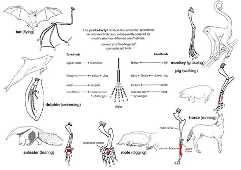 Comparative Anatomy Worksheet Key Anatomy Worksheets