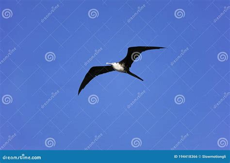 Magnificent Frigatebird Fregata Magnificens Juvenile Female In Flight