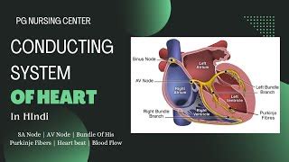 Conducting System Of Heart In Hindi Sa Node Av Node Doovi