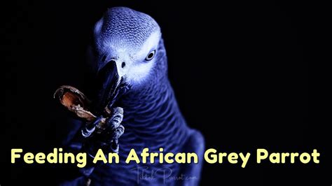 African Grey Parrots The Ultimate Guide To Care And Training