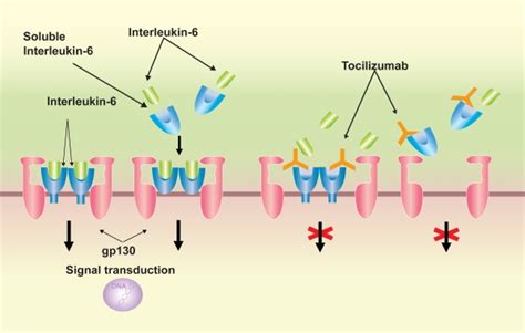 Signal Transduction Of Interleukin Il 6 Il 6 Receptor R Complex Download Scientific