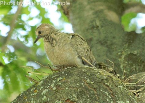 Mourning Dove East Cascades Audubon Society