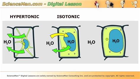 Diagram Of Osmosis In Plants