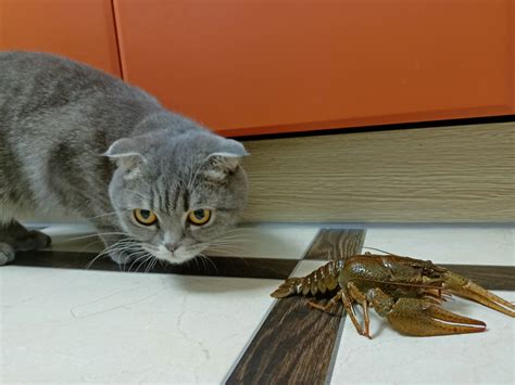 Котэ и рак | Пикабу