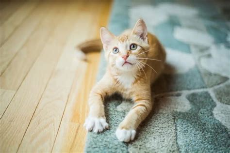 Tapis Et Animaux Domestiques Astuces Pour Un Entretien Facile