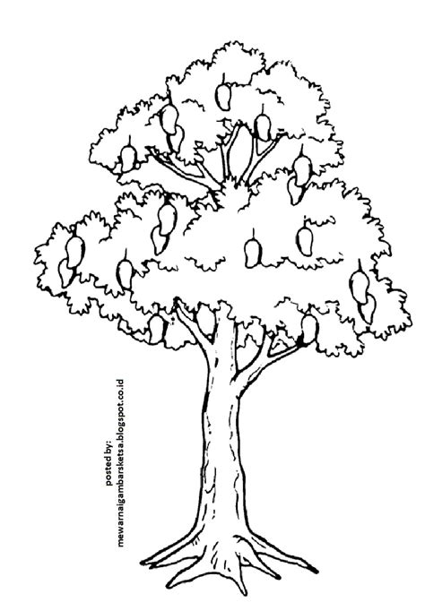 Mewarnai Gambar Pohon Mangga | Ruang Ilmu