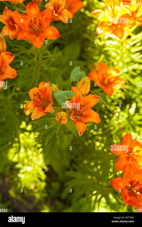 Tiger Lilies Blooming Bush Stock Photo Alamy