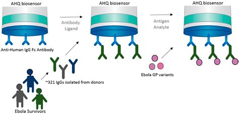 Biosensors Free Full Text Strategies Using Bio Layer Interferometry