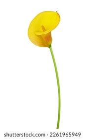 Long Stem Calla Flower Isolated White Stock Photo 2261965949 | Shutterstock