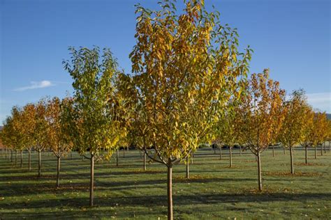 Autumn Orchard Of Decorative Trees With Some Leaves On Ground Stock