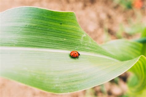 Coccinelle Sur Feuille Photo Premium