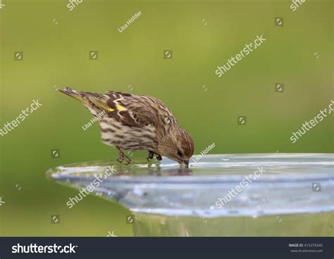 63,505 Bird drinking Images, Stock Photos & Vectors | Shutterstock