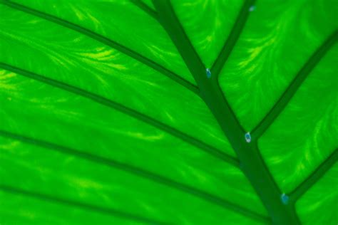 Tropical Green Leaf Detail Free Stock Photo Public Domain Pictures