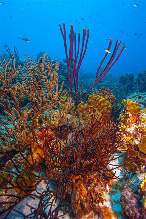 Caribbean Coral Garden Stock Photo Image Of Dutch Antilles 188266448