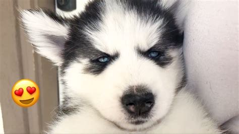 Cute Baby Siberian Husky With Blue Eyes