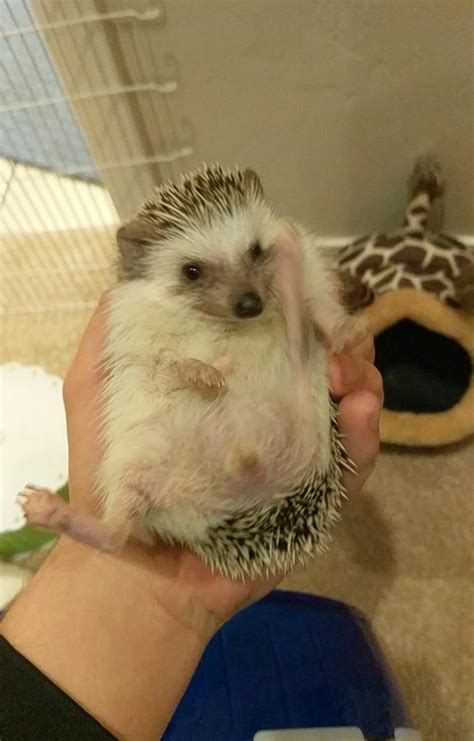 Kung fu master : r/Hedgehog