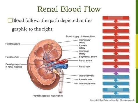 Diagram Of Blood Flow Through The Kidney Blood Flow Through