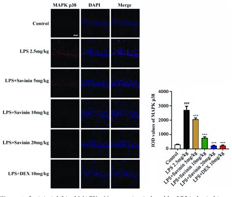 Savinin Inhibited Mapk P38 Expression Induced By Lps In Brain