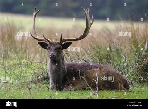 Male Fallow Deer Stag With Large Antlers Lying Down During The