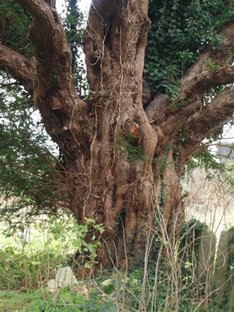 Carhampton Ancient Yew Group