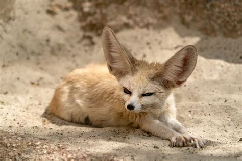 What color are foxes' eyes? Unraveling the mystery!