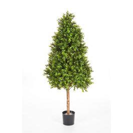 Acheter Des Pyramide De Faux Buis TOM Tronc Naturel Vert 140cm