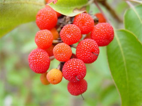 Madroño (Arbutus xalapensis) | Este es el fruto del madroño,… | Flickr