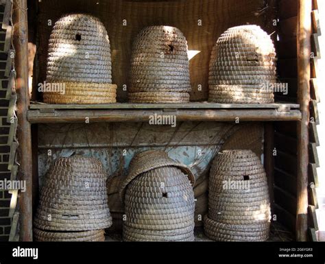 Six Traditional Straw Beehives Or Skeps In A Cupboard Sunlit In A