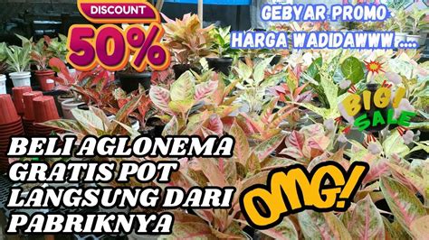 Beli Aglaonema Gratis Pot Langsung Dari Pabriknya Promo Pot UK 13