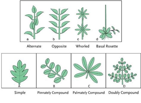 Leaf Variation Basic Botany F D