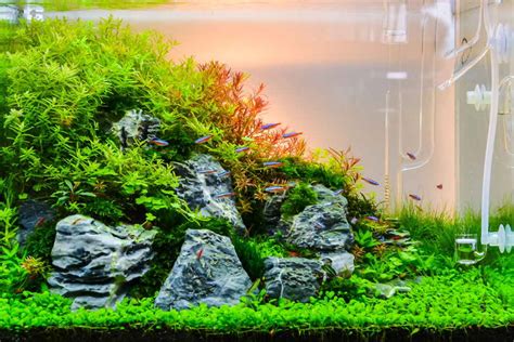 How to Set Up a CO2 System for Planted Aquariums the Easy Way ...