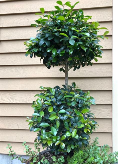 Tropical Eugenia Topiary Eugenia Myrtifolium How To Care All You