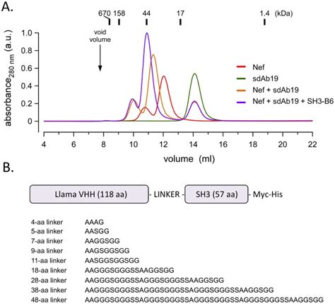 A Size Exclusion Chromatography Analysis Confirming The Expected