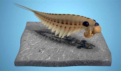 Three Eyed Cambrian Fossils Shed New Light On Arthropod Head Evolution